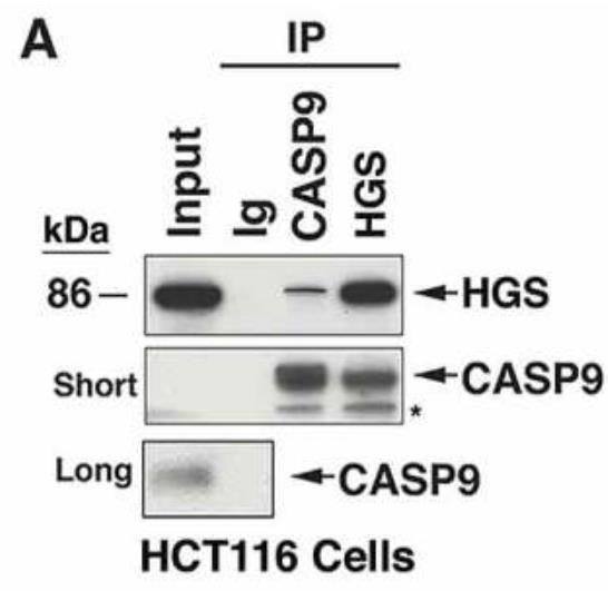 CASP9-2.jpg