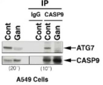 CASP9-4.jpg
