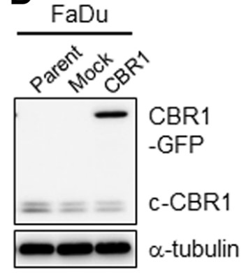 CBR1-5.jpg