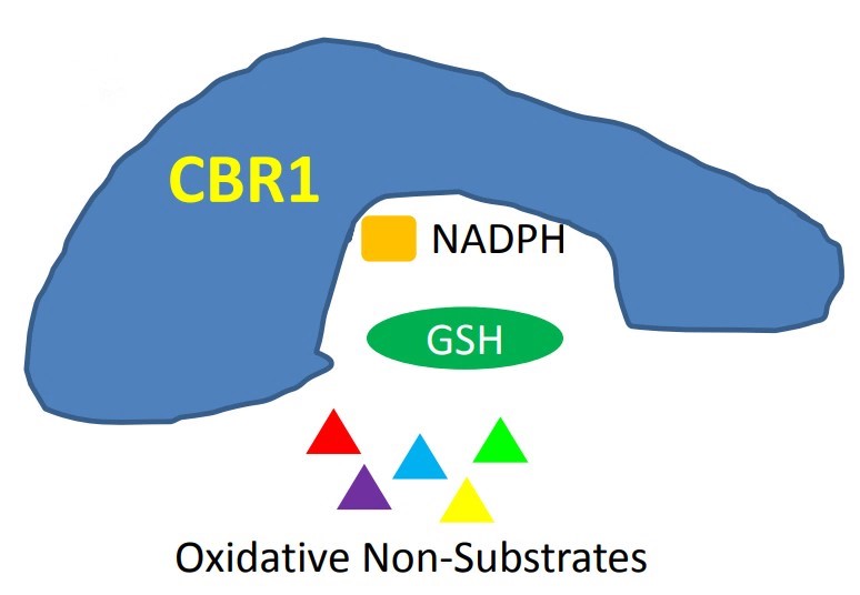 CBR1-7.jpg