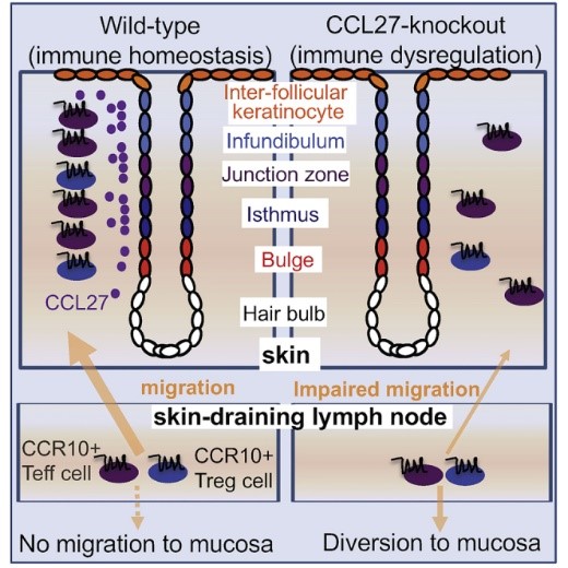 CCL27A-6.jpg