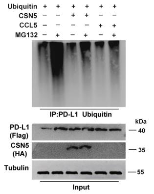 CCL5-424C-2.jpg