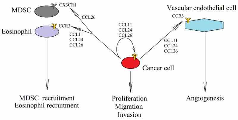 CCR3-0690H-7.jpg