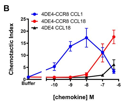 CCR8-3.jpg