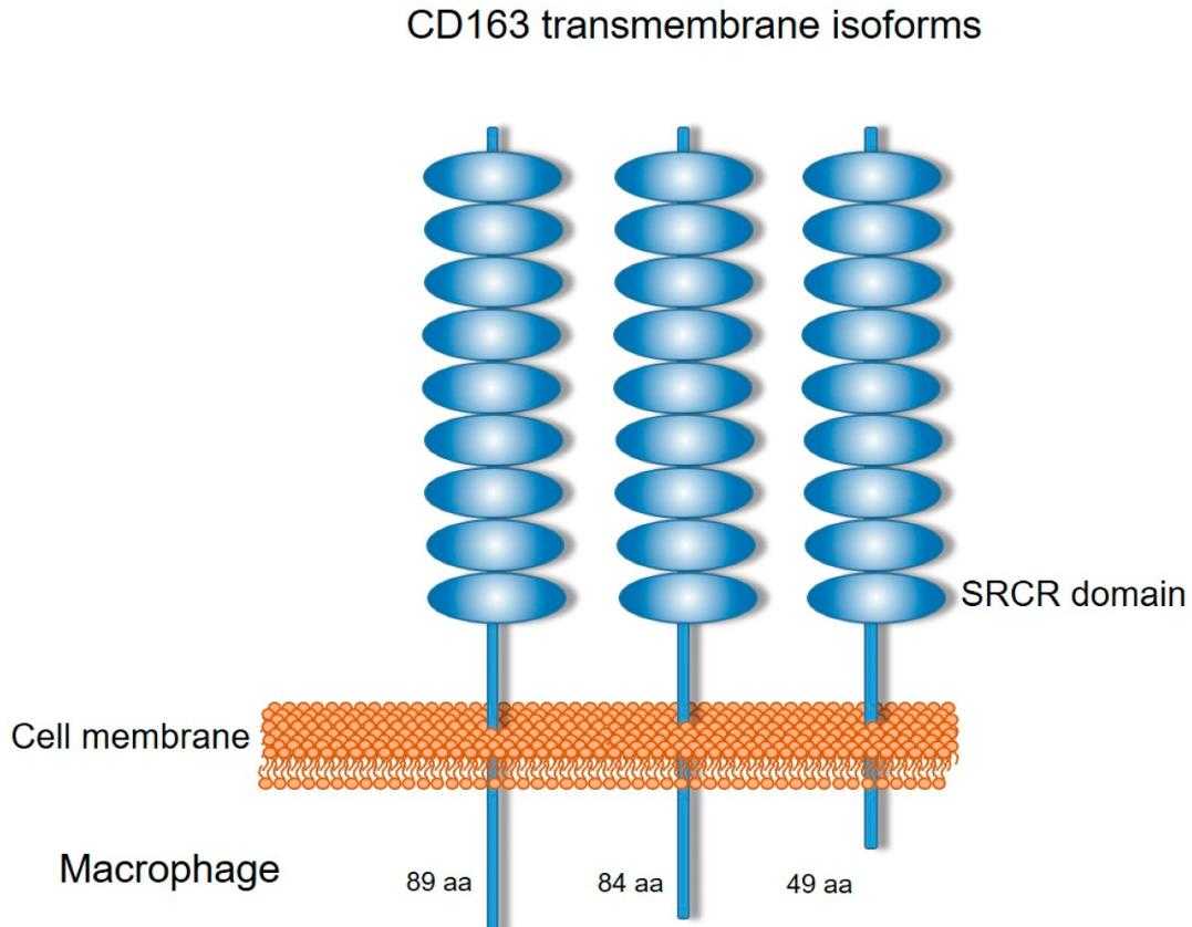 CD163-7.jpg