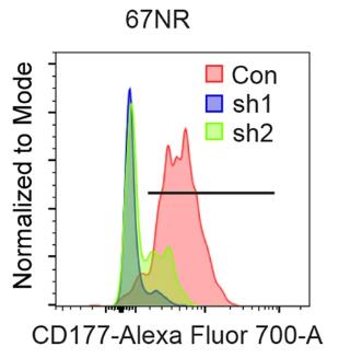 CD177-3041H-1.jpg