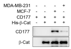 CD177-3041H-2.jpg