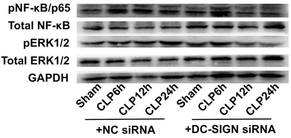 CD209A-2.jpg