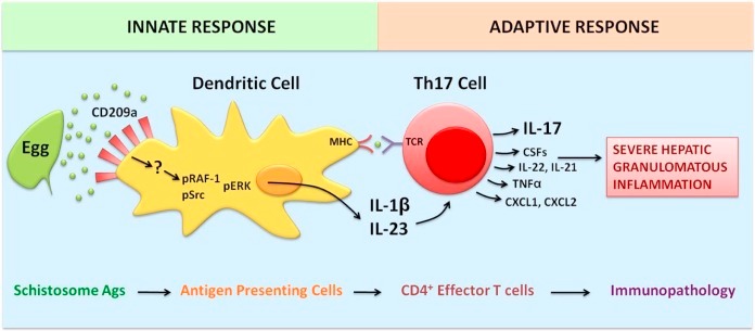 CD209A-7.jpg