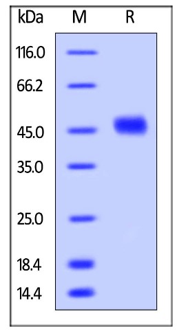 CD38-1.jpg