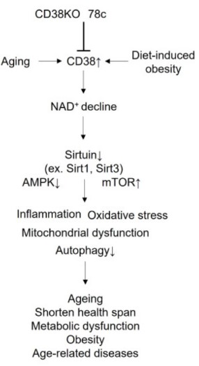 CD38-10.jpg