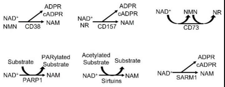 CD38-7.jpg