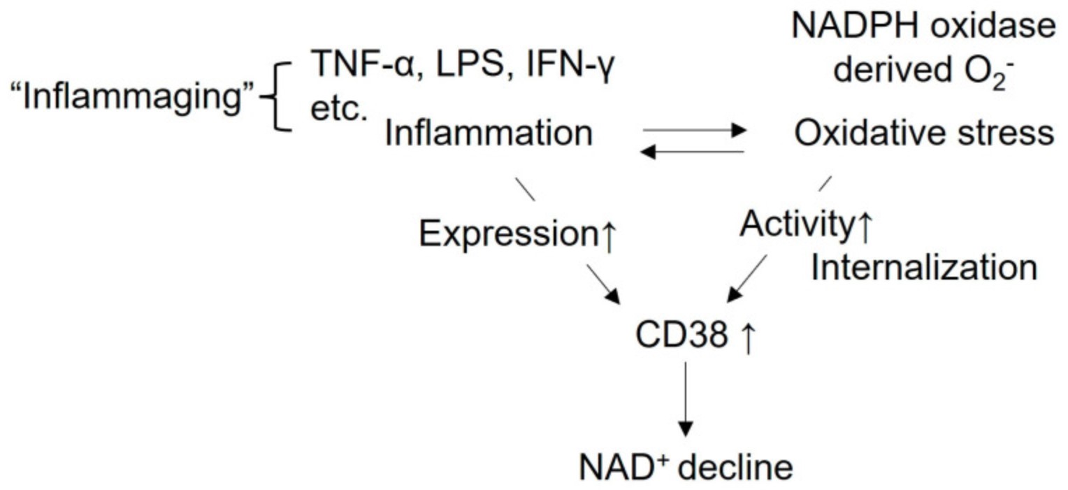 CD38-8.jpg