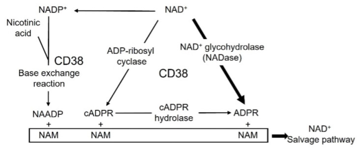 CD38-9.jpg