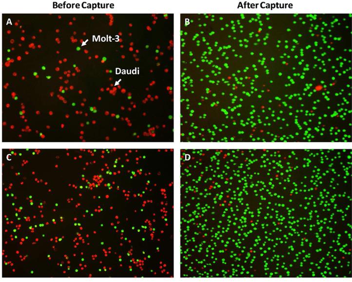 CD4-2.jpg