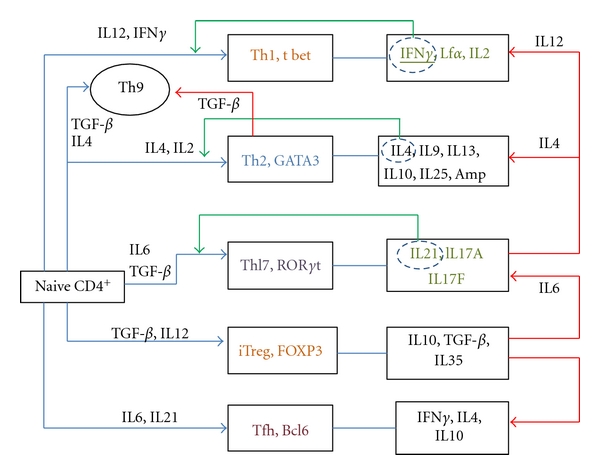 CD4-7.jpg
