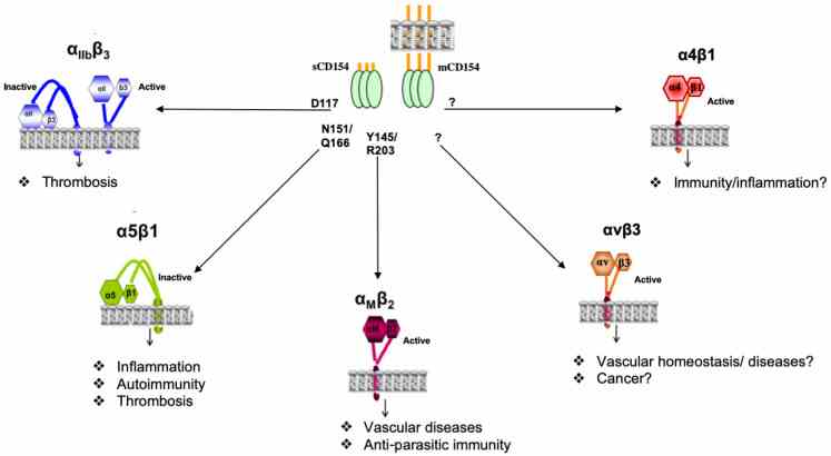 CD40LG-7.jpg