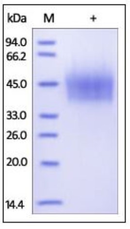 CD44-1.jpg