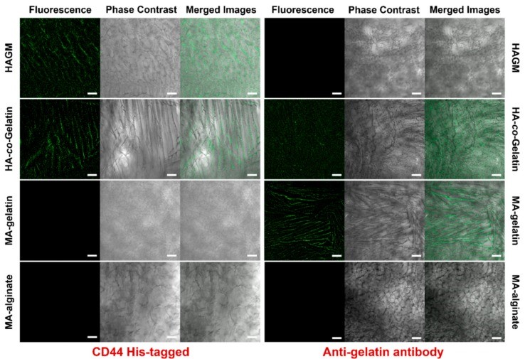 CD44-3.jpg