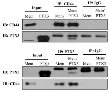 CD44-5.jpg