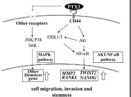 CD44-7.jpg