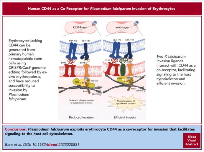 CD44-8.jpg