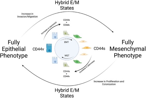 CD44-9.jpg