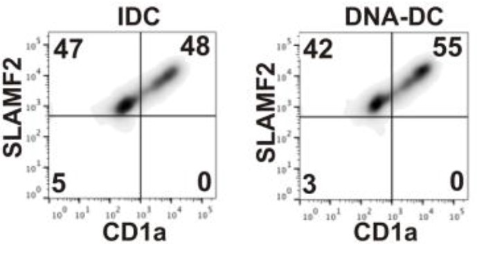 CD48-3.jpg