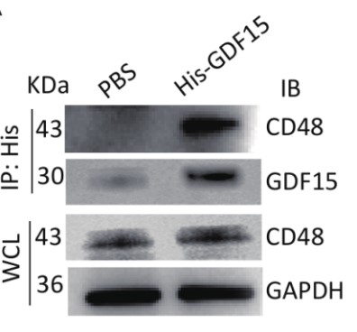 CD48-5.jpg