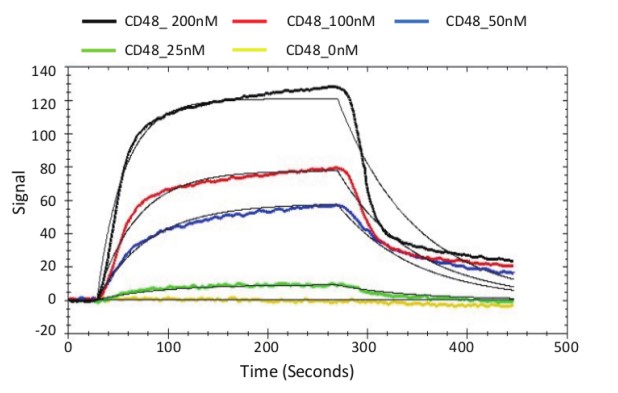 CD48-6.jpg