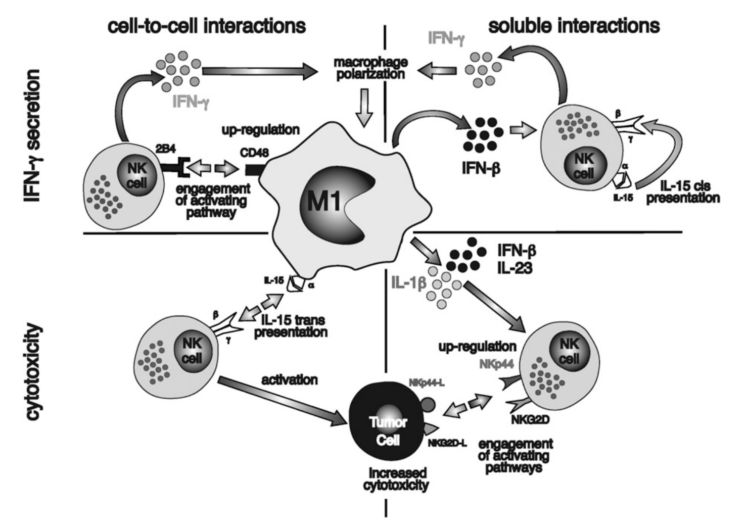 CD48-8.jpg