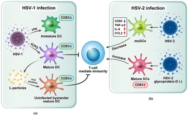 CD83-7.jpg