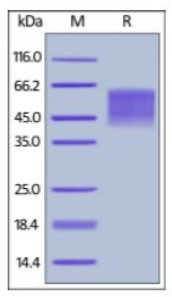 CD86