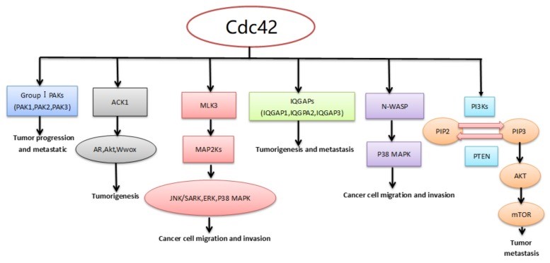 CDC42-7.jpg