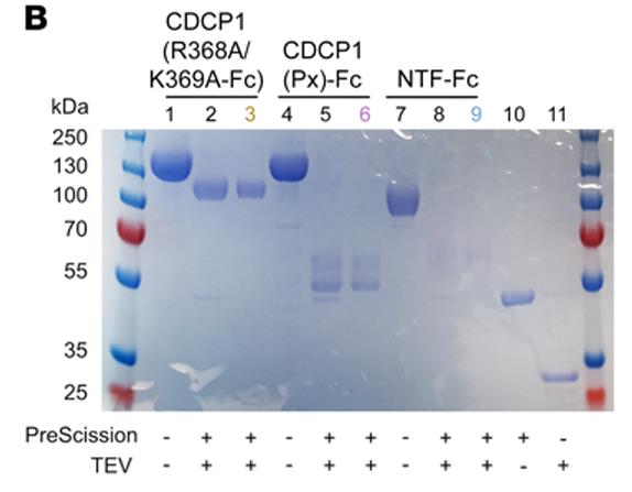 CDCP1-3.jpg