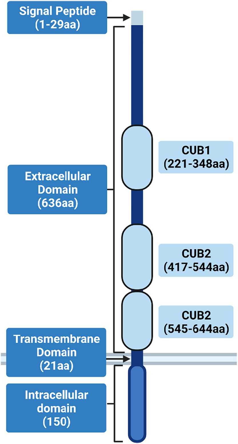 CDCP1-7.jpg