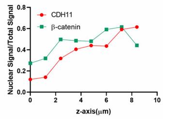 CDH11-3.jpg