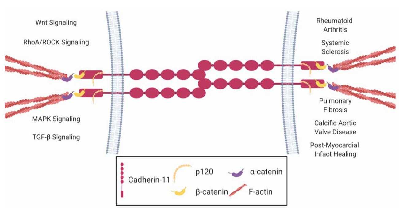 CDH11-7.jpg