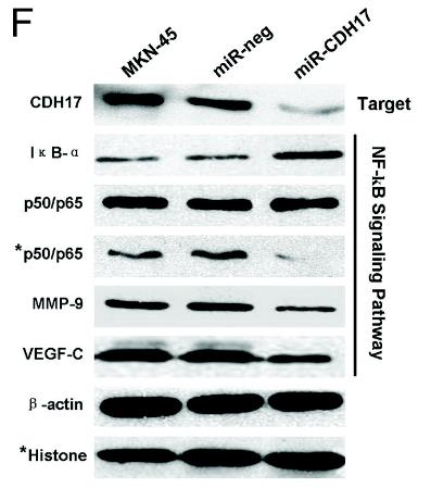 CDH17-2043H-2.jpg