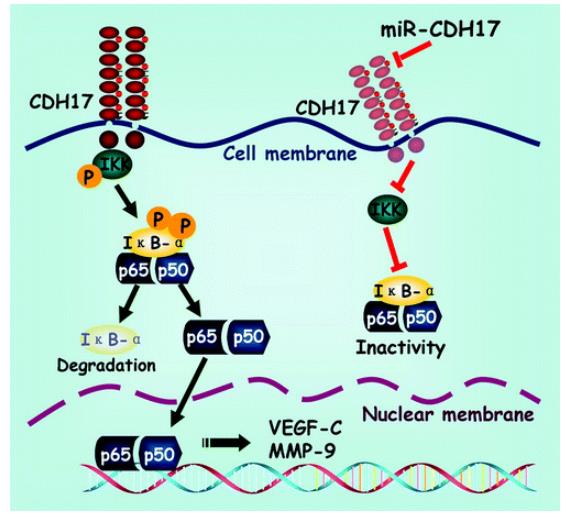 CDH17-2043H-5.jpg