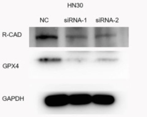 CDH4-4.jpg