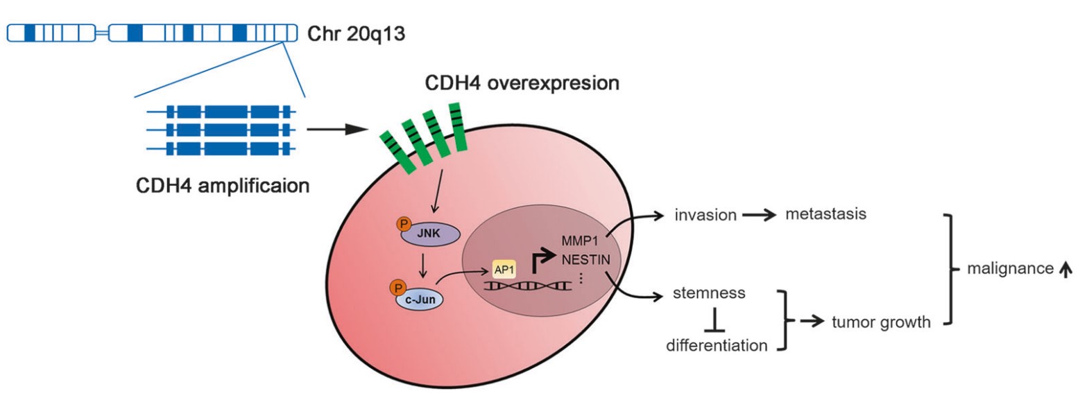 CDH4-7.jpg