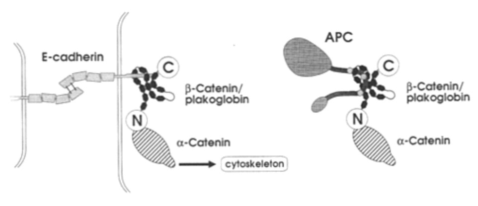 CDH4-8.jpg