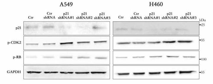 CDK2-1.jpg