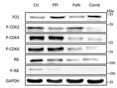CDK2-2.jpg