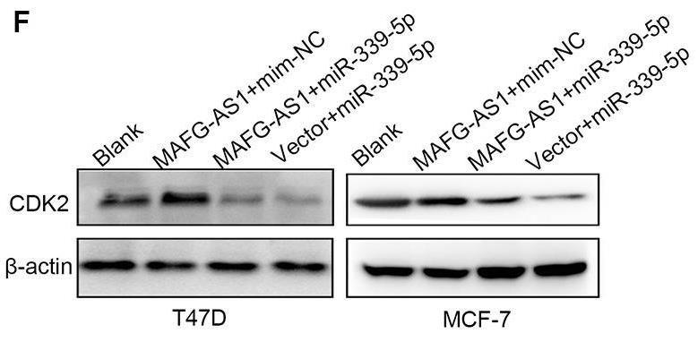 CDK2-4.jpg