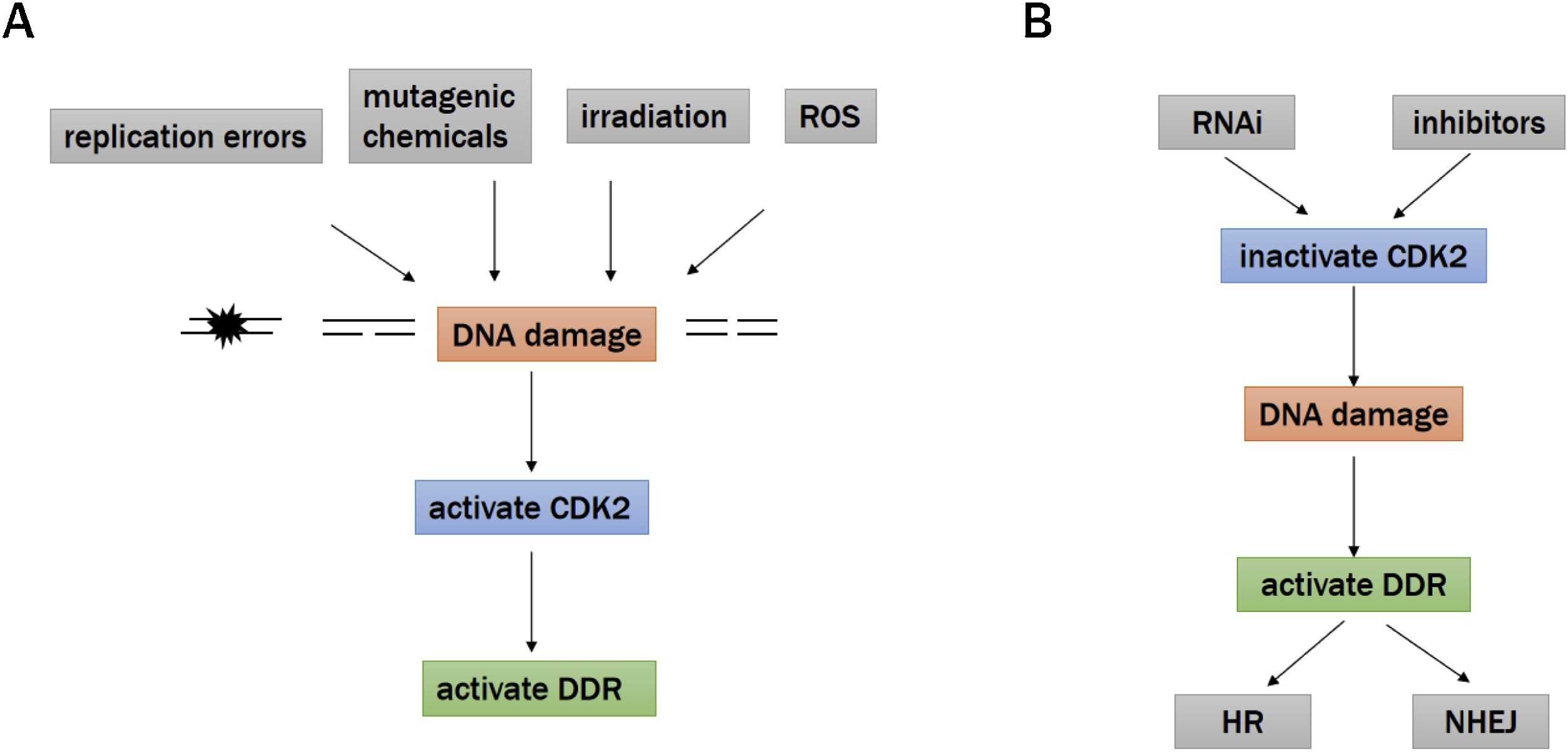 CDK2-7.jpg