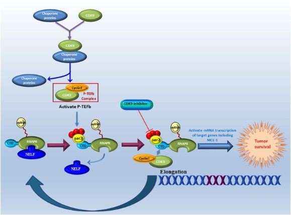 CDK9-7.jpg