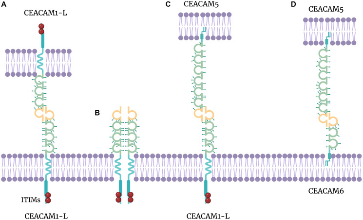 CEACAM5-7.jpg
