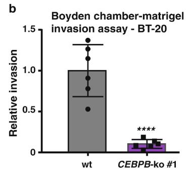 CEBPB-1.jpg
